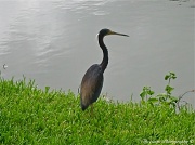 27th Jul 2011 - Young Blue Heron or Tricolor Heron ?