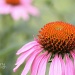 flower with in a flower. 204_161_2011 by pennyrae