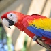 Bali Bird Park by winshez