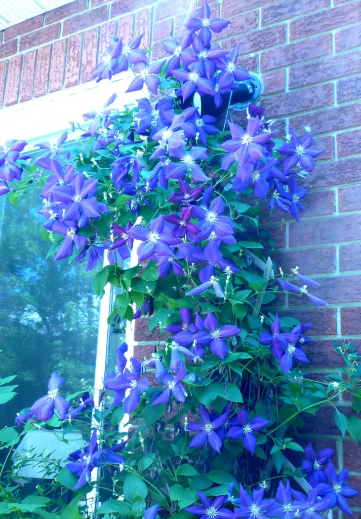 Clematis by cwarrior