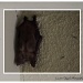 Public Works Bat by flygirl