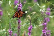27th Jul 2011 - Butterfly don't flutterby 