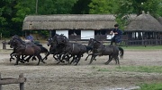 23rd Jul 2011 - HORSE SHOW