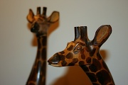 25th Jul 2011 - Giraffe Pals