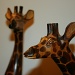Giraffe Pals by glennharper