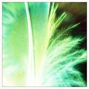 28th Jul 2011 - Green feather