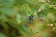 28th Jul 2011 - Dragonfly
