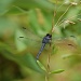 Dragonfly by kdrinkie