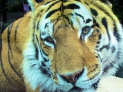 28th Jul 2011 - The tiger.