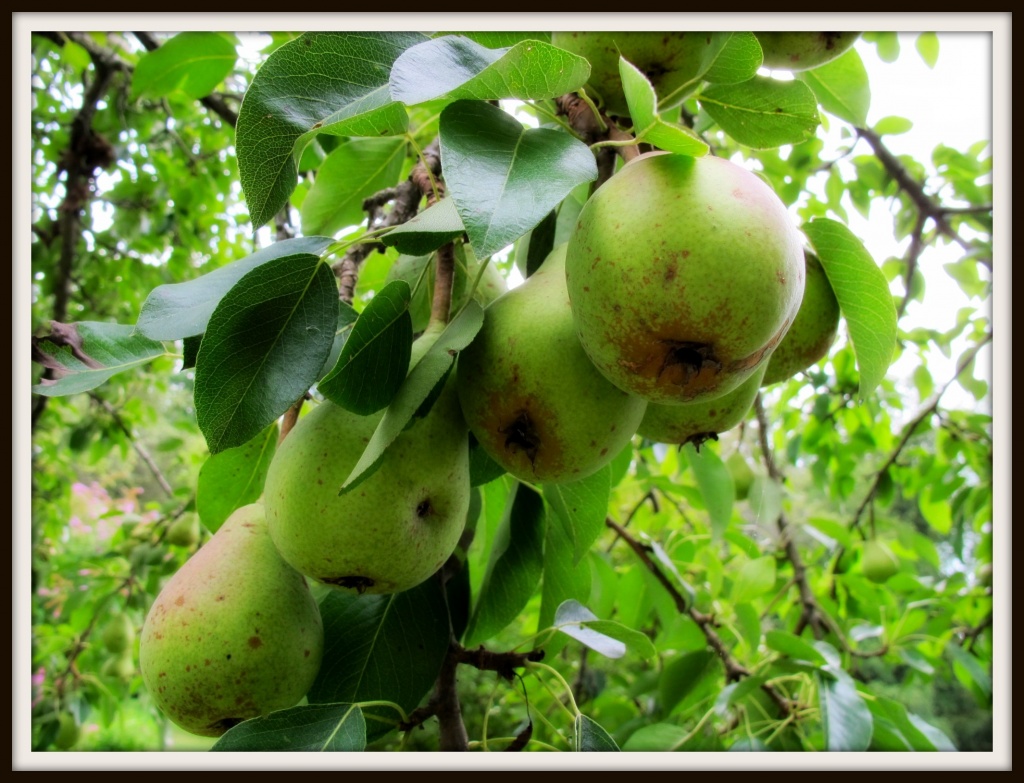 Heirloom Pears by allie912