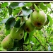 Heirloom Pears by allie912