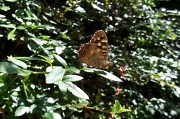 26th Jul 2011 - A moth or a butterfly?