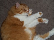 24th Jul 2011 - Cat nap
