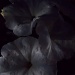 In the Night Garden by rosbush