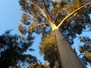 29th Jul 2011 - Morning tree