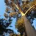 Morning tree by alia_801
