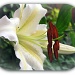 Everest Lily by judithdeacon
