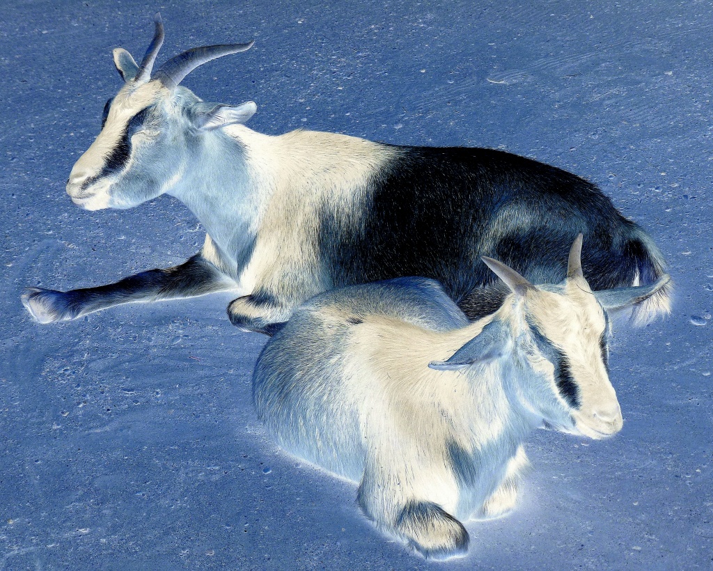 Inky goats by dulciknit