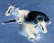 29th Jul 2011 - Inky goats
