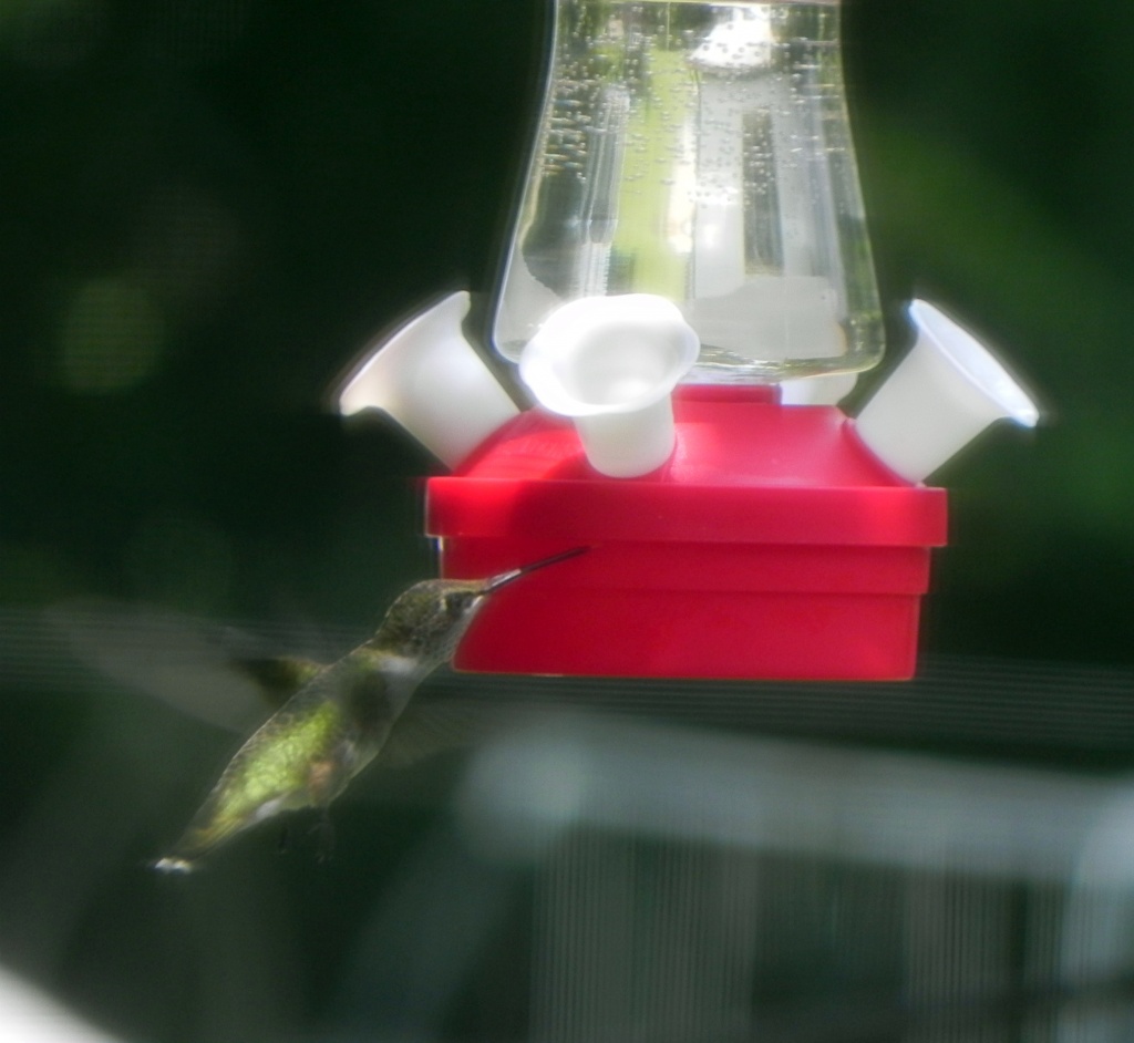 Hummingbird at Last by mej2011