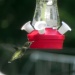 Hummingbird at Last by mej2011