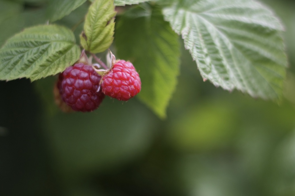 Raspberries by laurentye