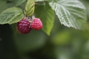 28th Jul 2011 - Raspberries