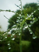 29th Jul 2011 - After the rain