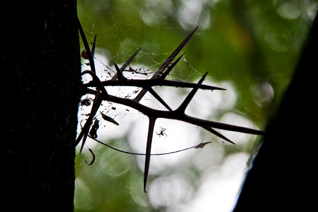 Spider Web in Mimosa Thorns by jbritt
