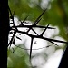 Spider Web in Mimosa Thorns by jbritt