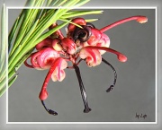 30th Jul 2011 - grevillea