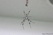 30th Jul 2011 - Argiope Spider