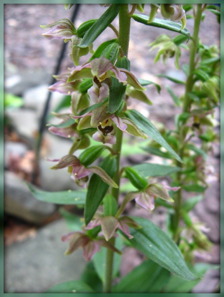 Helleborine by olivetreeann