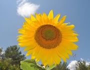 30th Jul 2011 - Sunshine Sunflower!
