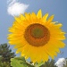 Sunshine Sunflower! by philbacon