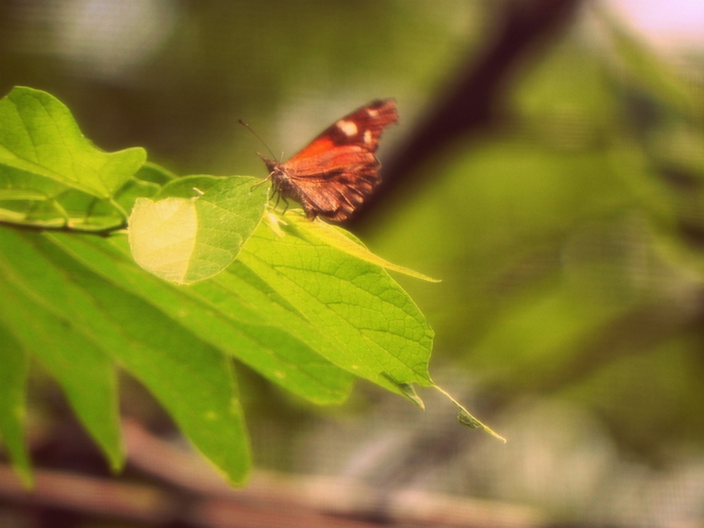 Butterfly by mej2011
