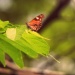Butterfly by mej2011