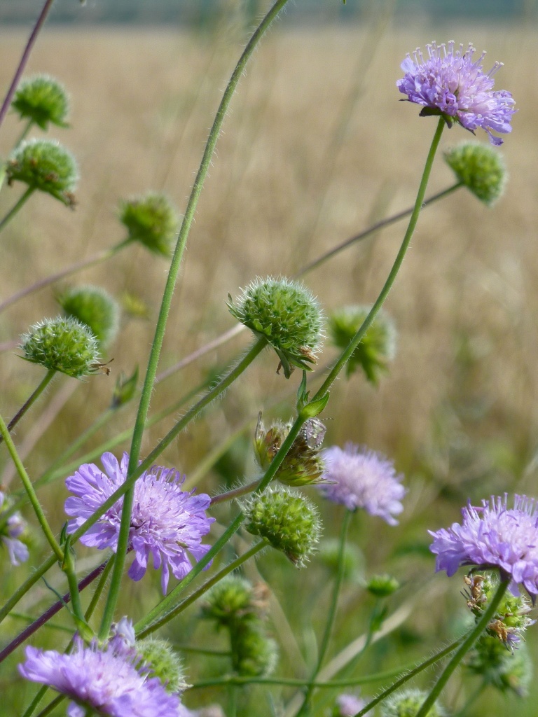 Wild Scabious by helenmoss