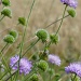 Wild Scabious by helenmoss