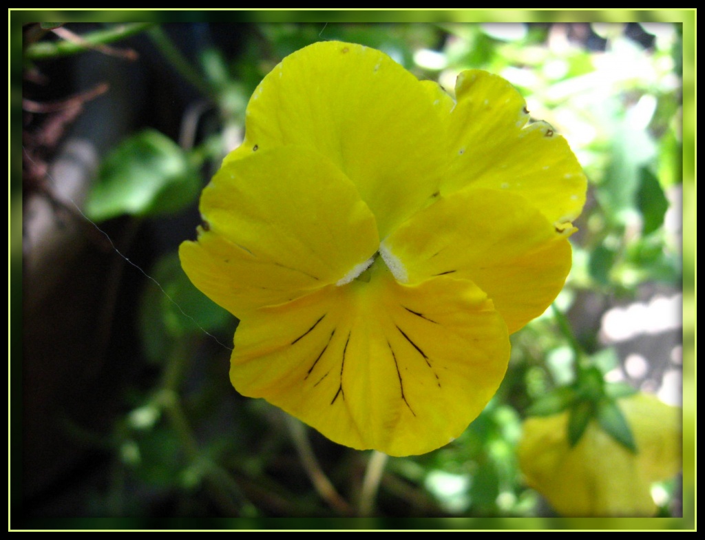 Yellow Pansy by olivetreeann