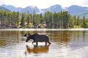 22nd Jul 2011 - chocolate moose