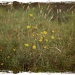 Meadow by mattjcuk