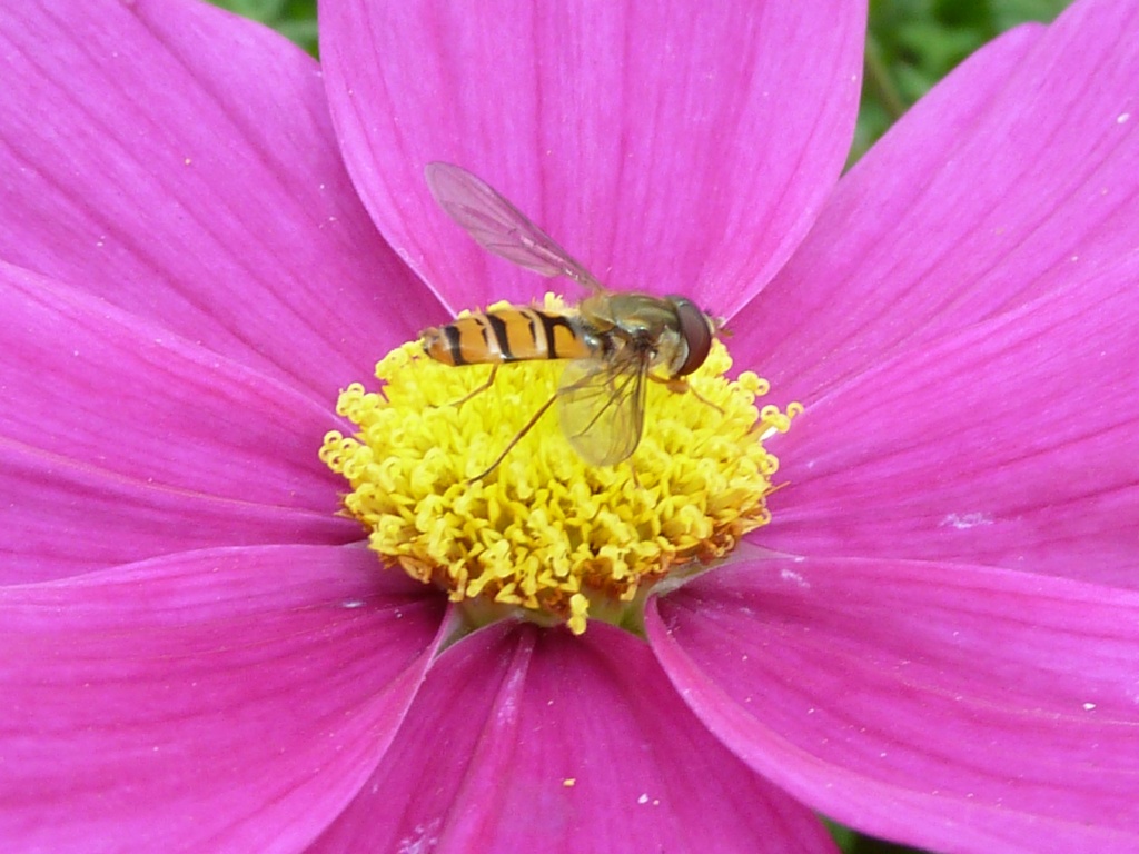 Hoverfly in flower by karendalling