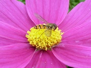 30th Jul 2011 - Hoverfly in flower