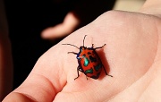 26th Jul 2011 - Harlequin Beetle