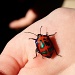 Harlequin Beetle by corymbia