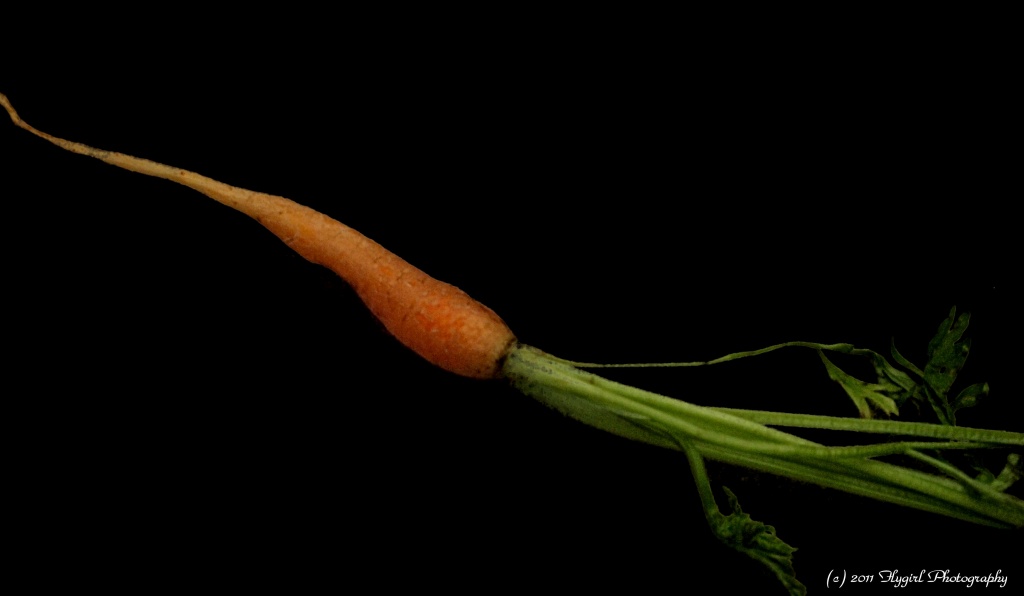 1k Carrot by flygirl