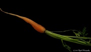 29th Jul 2011 - 1k Carrot