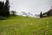 9th Jul 2011 - Swiss Wildflowers