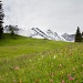 Swiss Wildflowers by harvey